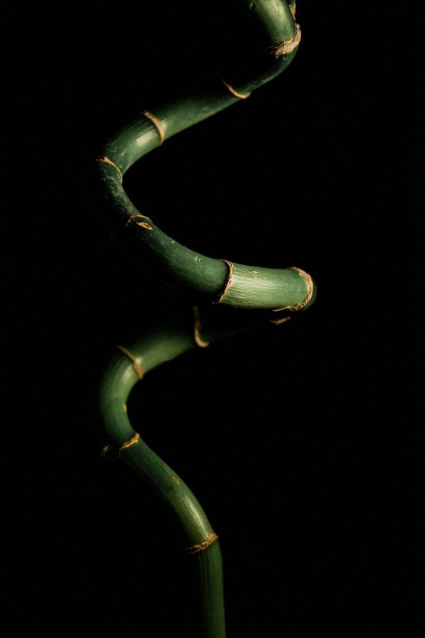 A close-up of a green spiral bamboo plant against a black background.